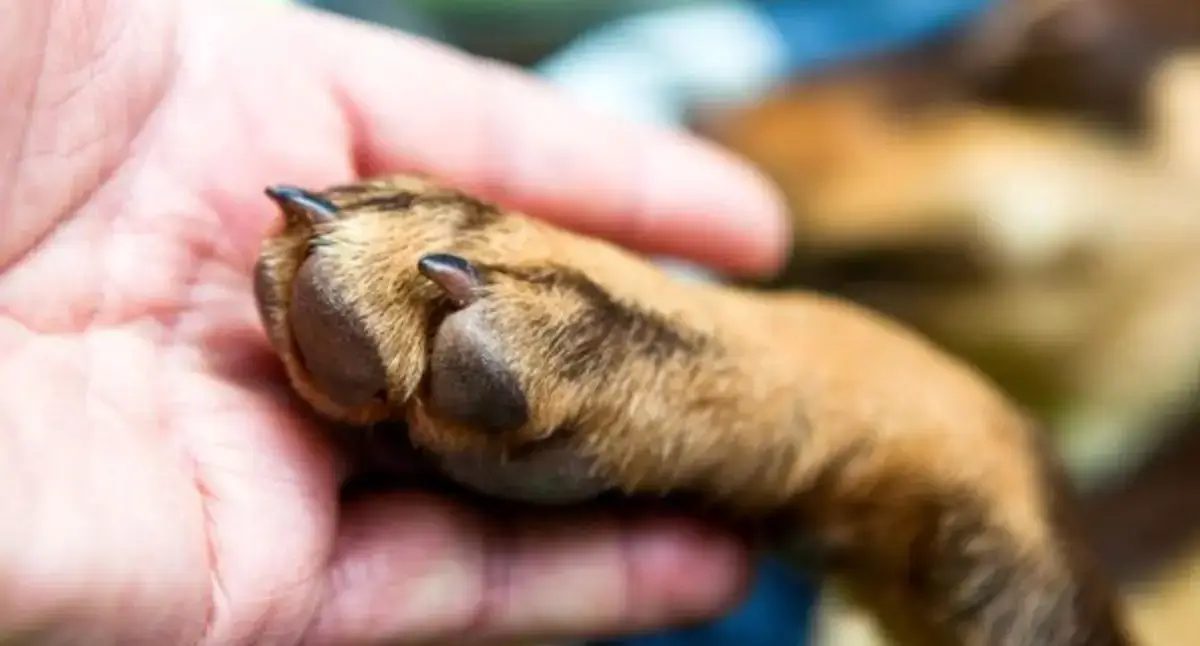 Ad Assisi si parla del benessere animale nel segno della partecipazione