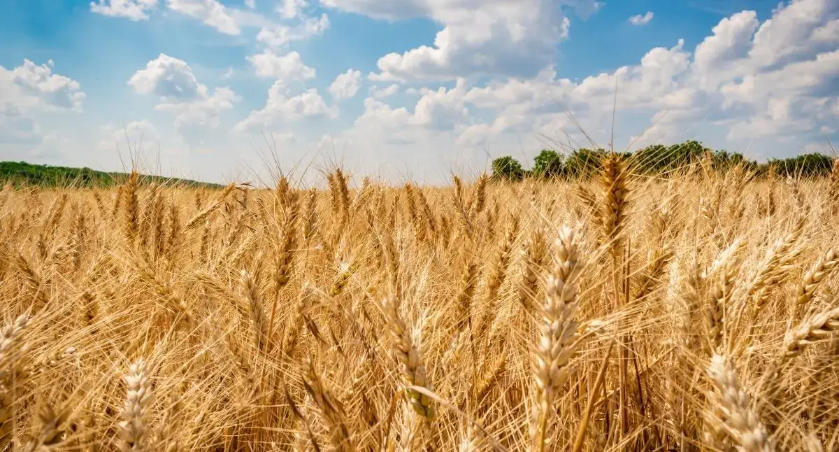Umbria, Abruzzo, Lazio e Marche: grano duro 2026, strategia di filiera contro la crisi