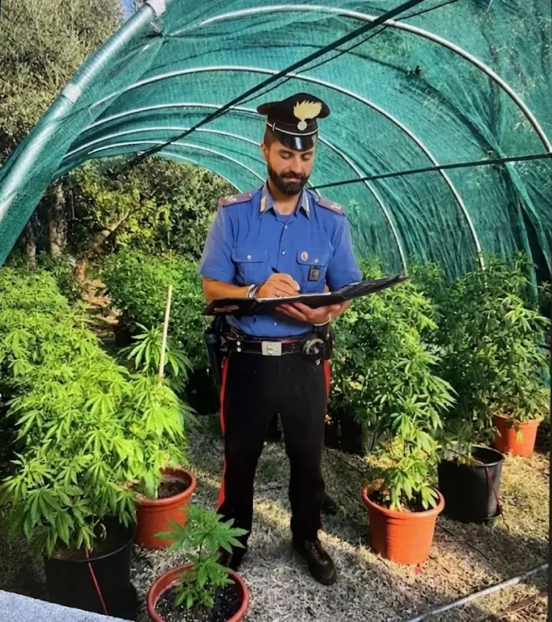 Coltivava una serra di marijuana: 35 piante di canapa e un kg di droga essiccata. Arrestato 