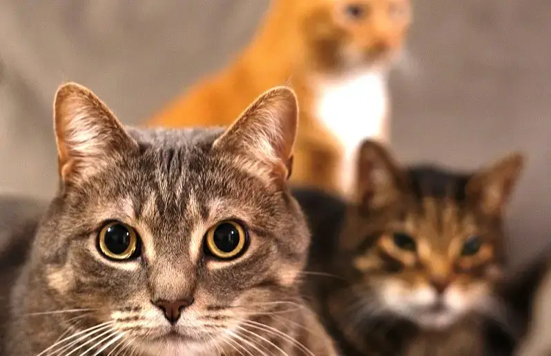 Dalla colonia scompaiono 20 gatti, animalisti "Taglia da 2000 euro per trovare responsabili"
