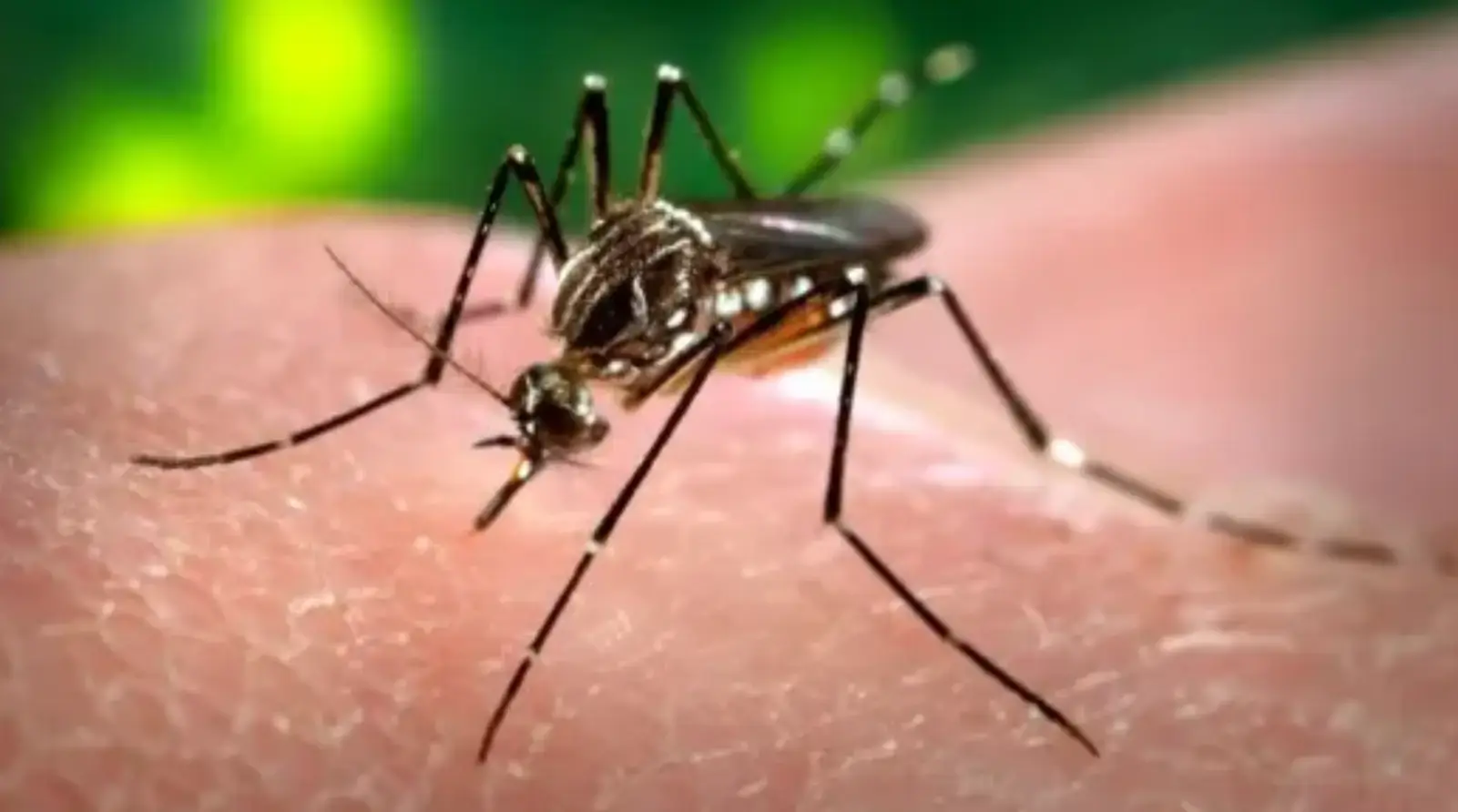 Caso di chikungunya in viale Brin. Scatta la disinfestazione all'alba