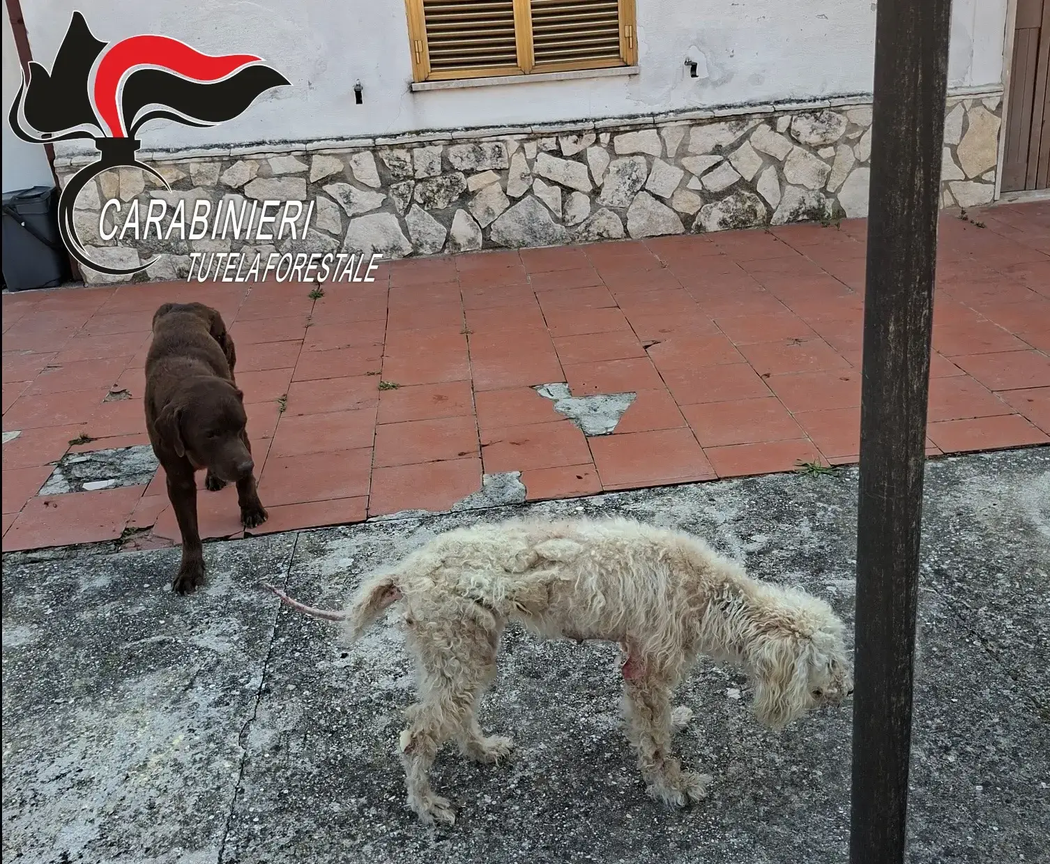 Cani denutriti, con piaghe e atrofia muscolare. Proprietario denunciato e animali sequestrati 