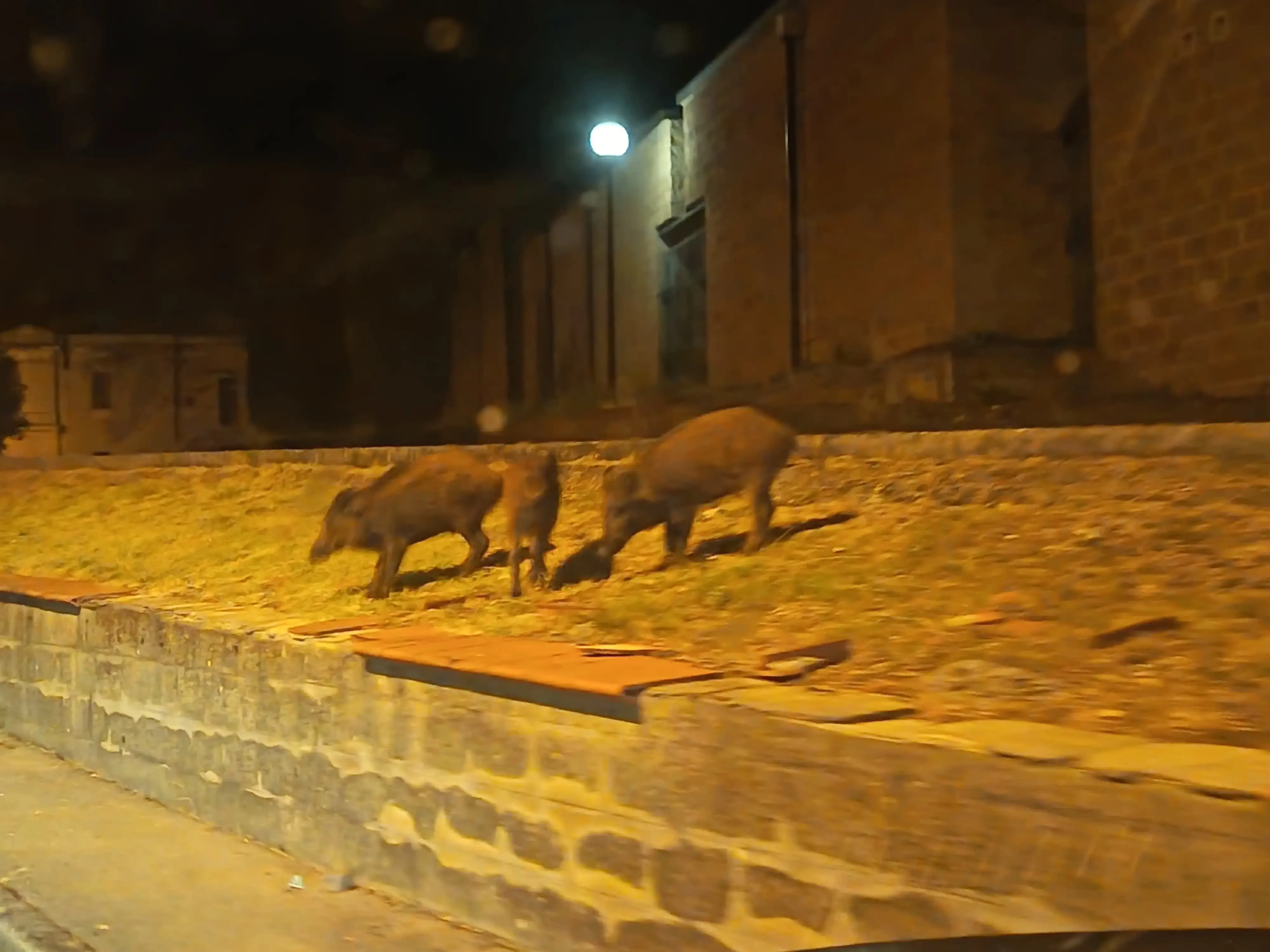 Branco di cinghiali a spasso davanti al cimitero