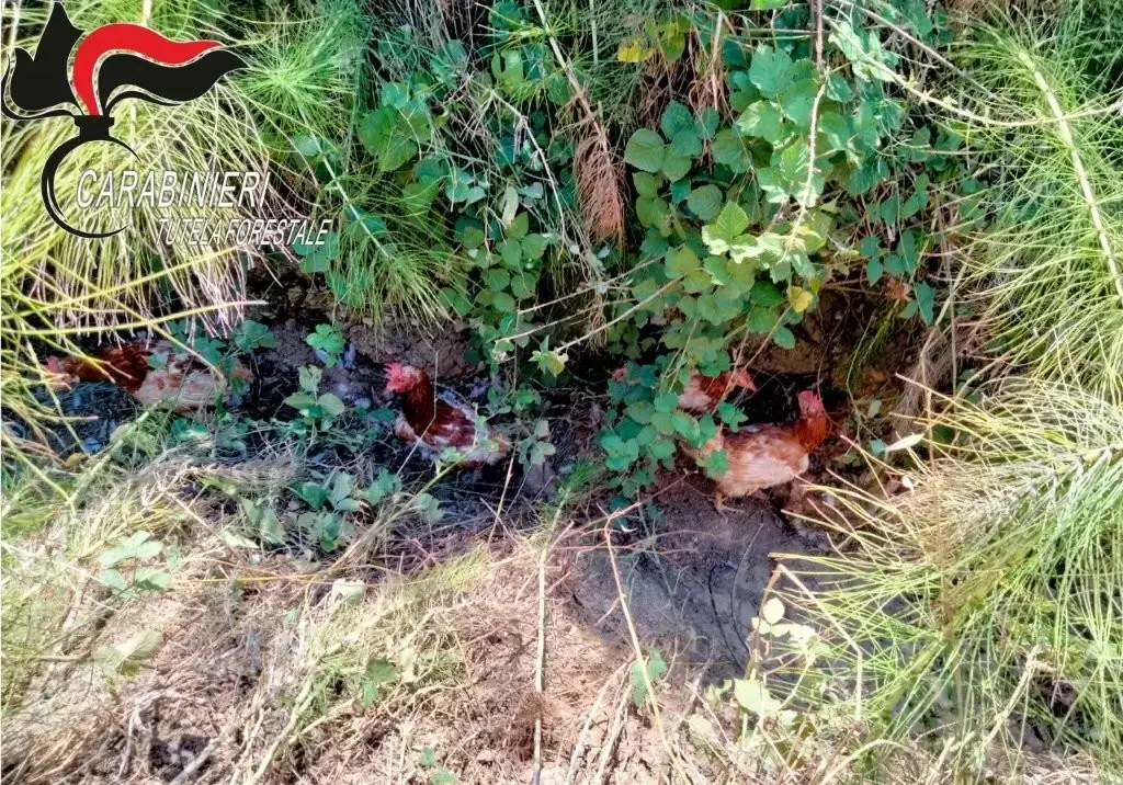Galline ovaiole abbandonate in un fosso, denunciato il responsabile
