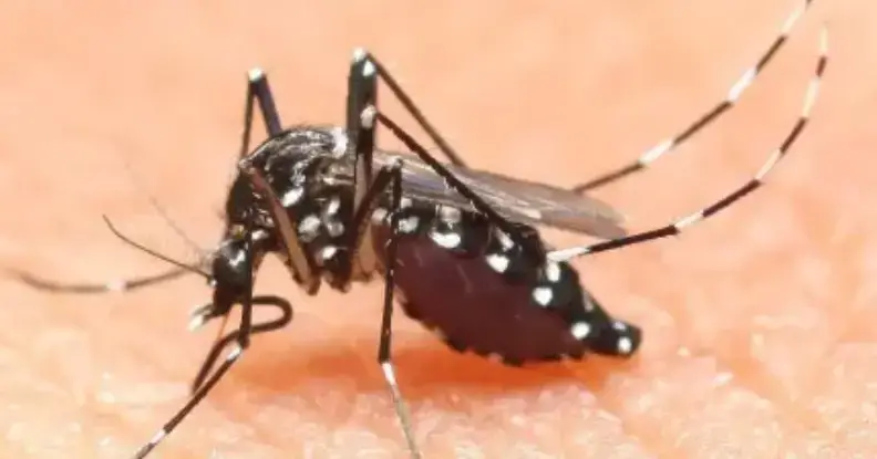 Perugia, caso di Dengue: ordinanza per disinfestazione, le zone interessate