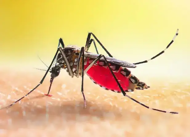 Caso Dengue a Terni, scatta piano contro zanzare in diverse zone