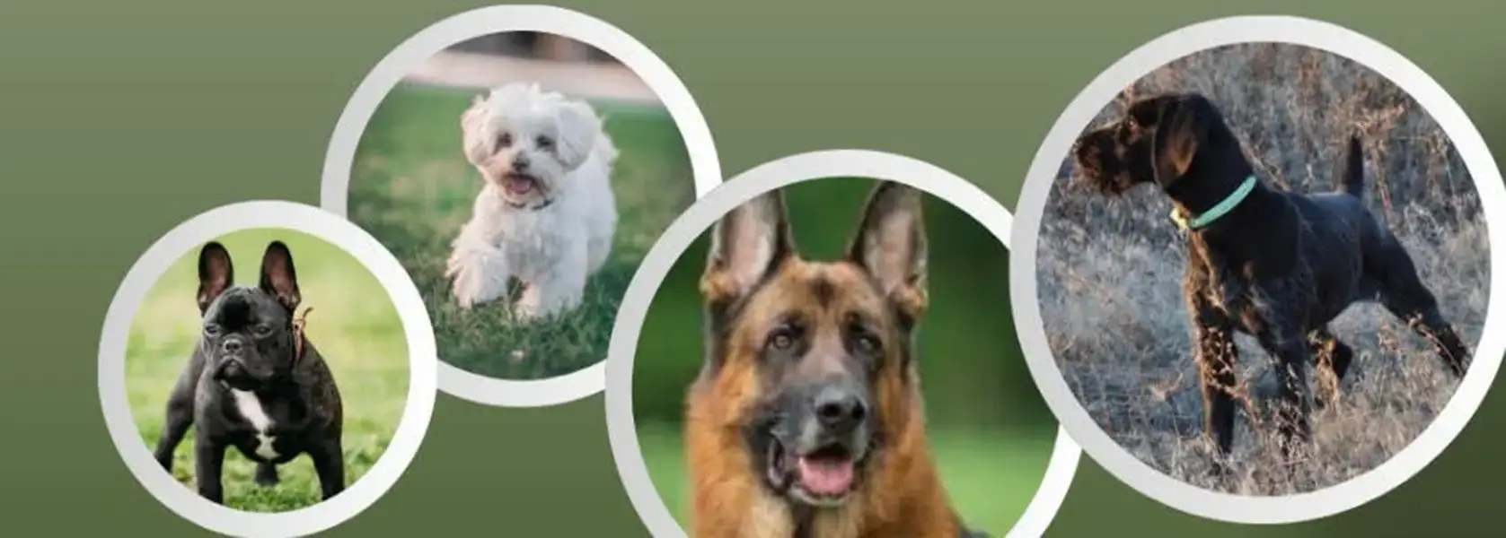 Deruta, primo Trofeo Deruta Dog Show: cinofilia e comunità al Santuario della Madonna dei Bagni