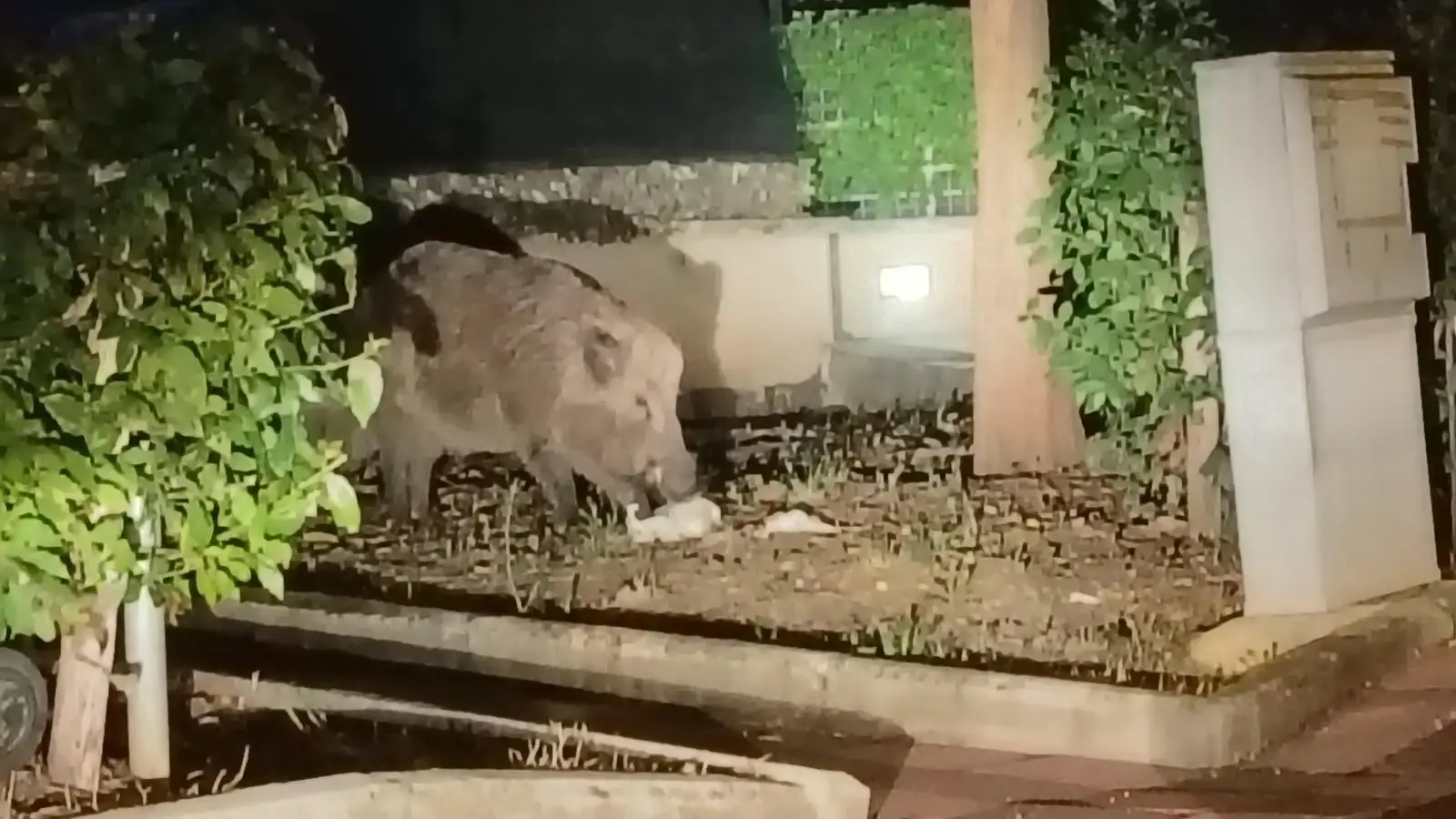Cinghiali molesti, a Tuillo continuano i blitz (video) degli ungulati