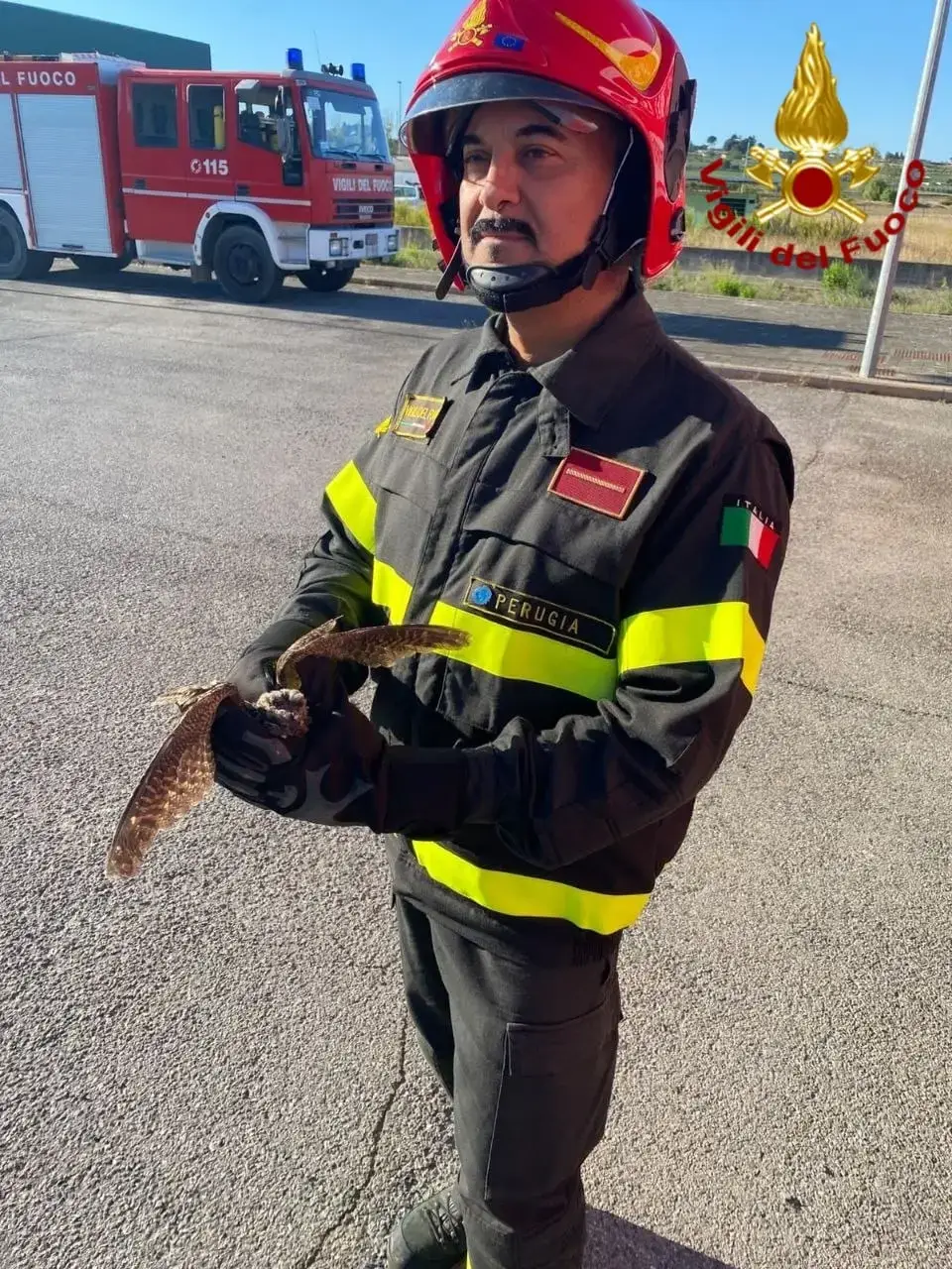 Cuculo bloccato nella rete di protezione dell'aeroporto di Perugia, salvato