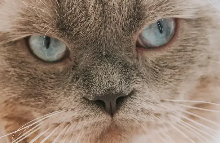 "Quell'auto fa sparire gatti domestici", allarme al confine umbro-toscano